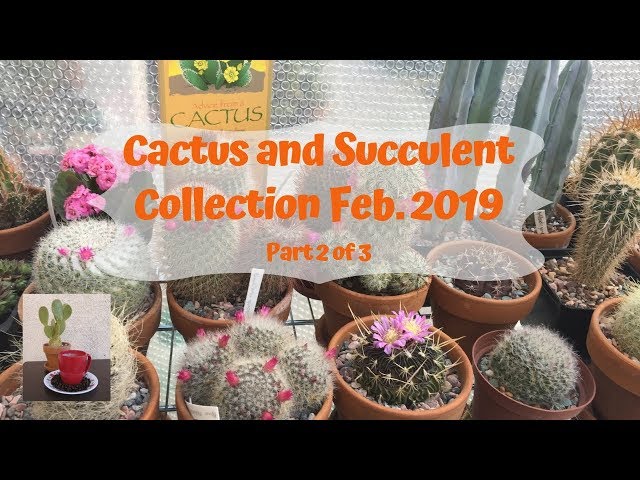 Cactus Collection & Succulents  Update Feb. 2019 (part 2)/Let the blooms begin!