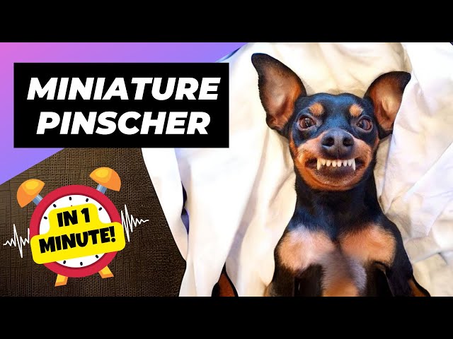 Miniature Pinscher 🌟 King of the Small Dogs! | 1 Minute Animals
