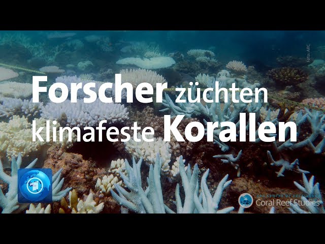 Great Barrier Reef: Forscher wollen Korallensterben stoppen