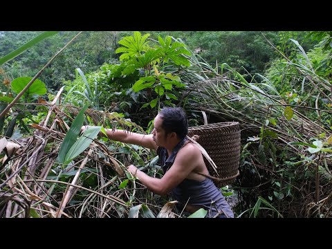 One day of slow living in the primitive hut, foraging and cooking dinner, primitive Skills (ep 170)