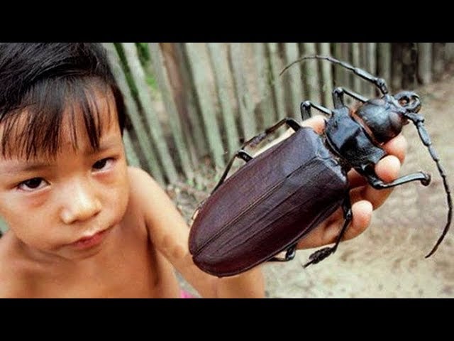 THE LARGEST INSECTS IN THE WORLD