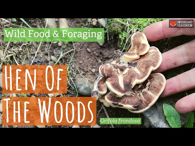 Hen of the Woods (Wild Food & Foraging)