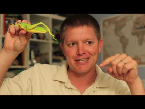 Kinematics of Grasshopper Hops - Smarter Every Day 102