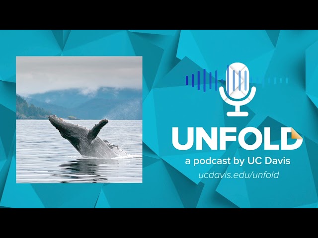 Close Encounters of the Whale Kind | Unfold Podcast