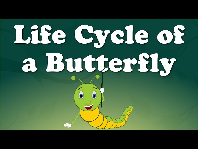 From Caterpillar to Butterfly | #aumsum #kids #science #education #whatif