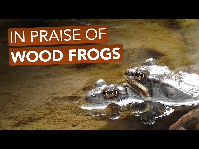 In Praise Of Wood Frogs