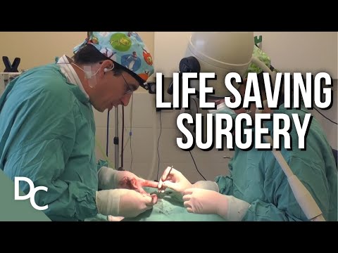 Inside The Vets Series | Documentary Central