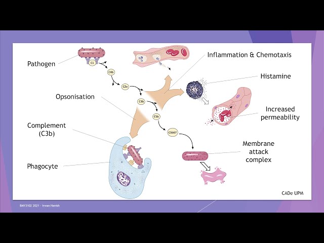 Introduction to Immunology (part 2)