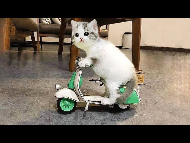 Hilarious Dogs and Catss 😺🐶 Funniest Animals Videos 2024 😂 Part 33