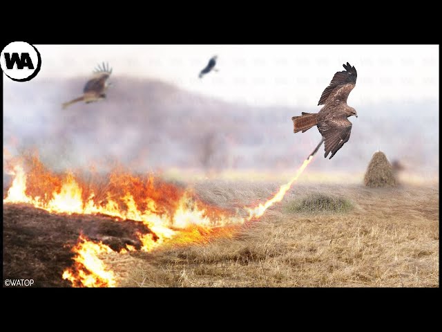This Is How Birds Use Fire