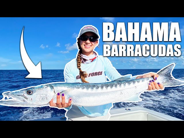 Battling Barracudas in Bimini - Fishing for Wahoo in The Bahamas