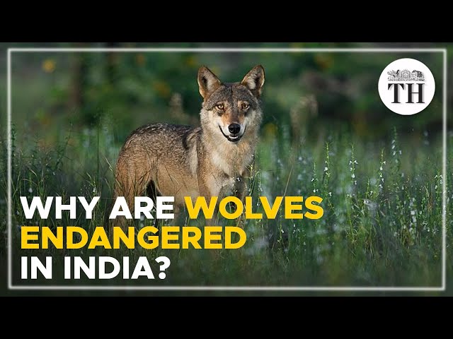 Why are wolves endangered in India? | The Hindu