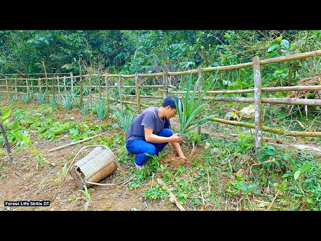 Growing Pineapple, Harvesting Ginger, Care vegetables - Immersed in nature | Survival | Ep.201