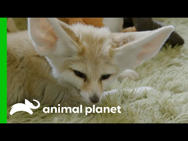 Endor the Fennec Fox Has an Enlarged Heart | The Zoo