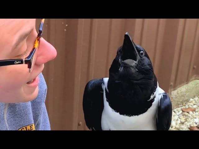 This crow seems convinced he's a tiny human