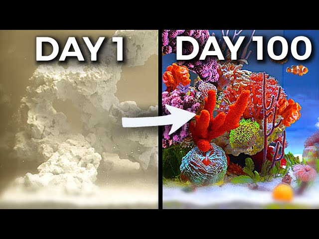 Simulating a Reef for 100 Days