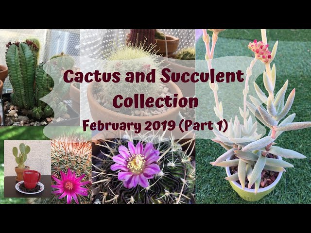 Cactus Collection & succulents update, February 2019 (part 1)
