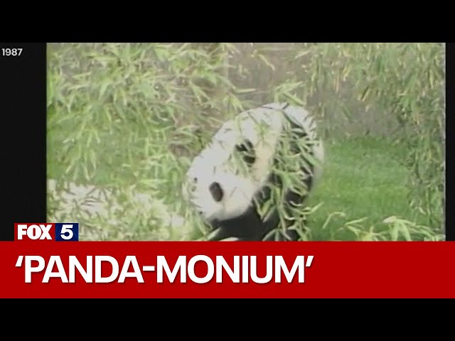 FOX 5 Flashback: When "Panda-monium" took over NYC