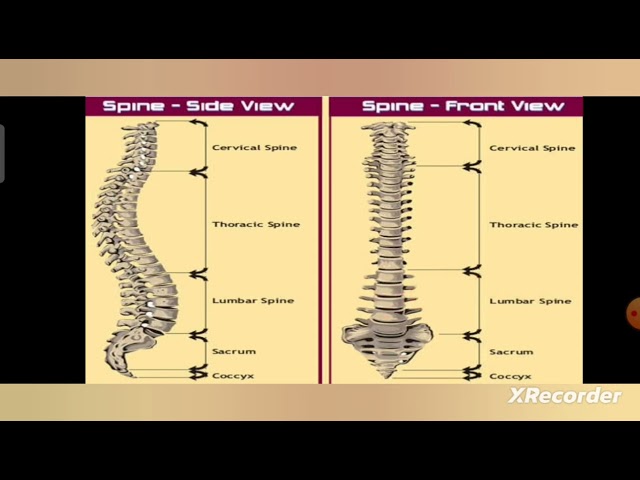 Spine biomechanics part-1 by Dr. Ravina Kalyan |Physiotherapy |RPIIT |