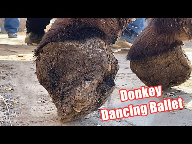 The donkey has deformed hooves and walks on its toes, like dancing ballet!