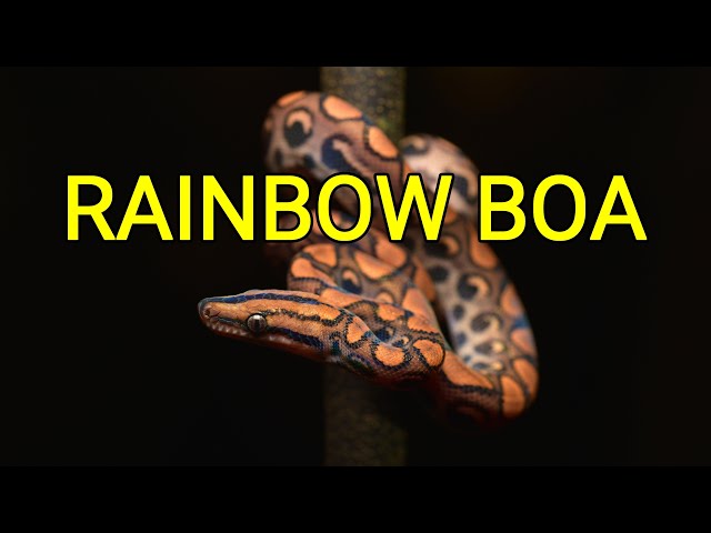 Rainbow boa, colorful constrictor, snake from the Amazon rainforest in South America