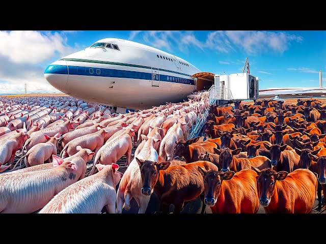 How Millions of Animals Are Exported Every Year
