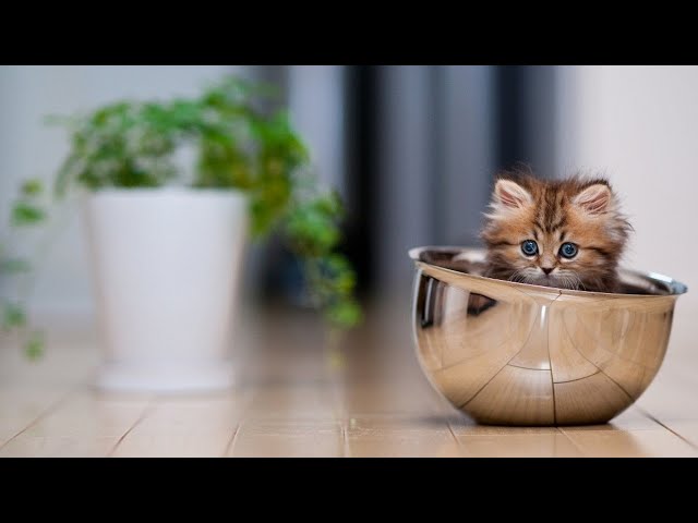 Cute Kittens Doing Funny Things - Cute And Adorable Kittens Playing