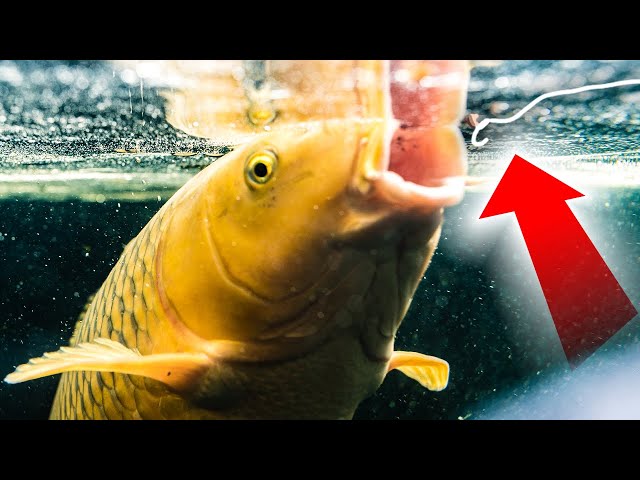 How To Catch Carp - Surface Fishing with Bread and Dog Biscuits - Floater Fishing Tips!