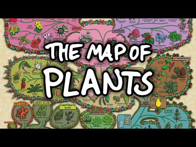 The Surprising Map of Plants