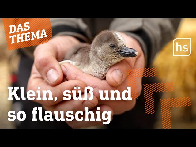 Pinguin-Zucht: Hessens Zoos leisten wertvolle Arbeit I hessenschau DAS THEMA