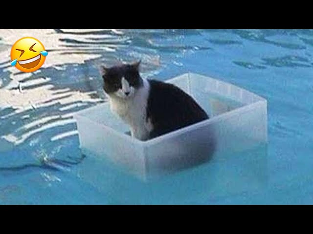 Trending Funny Animals 😍 Funniest Dogs and Cats 😹🐶 Part 7