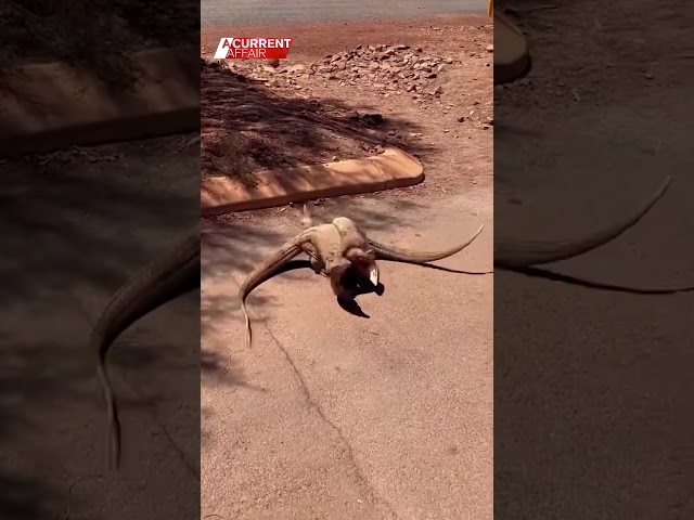 These two are really Goanna-ing at it #9ACA