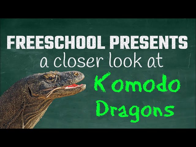 Parthenogenesis, Venom Glands and More: FreeSchool Presents a Closer Look at Komodo Dragons