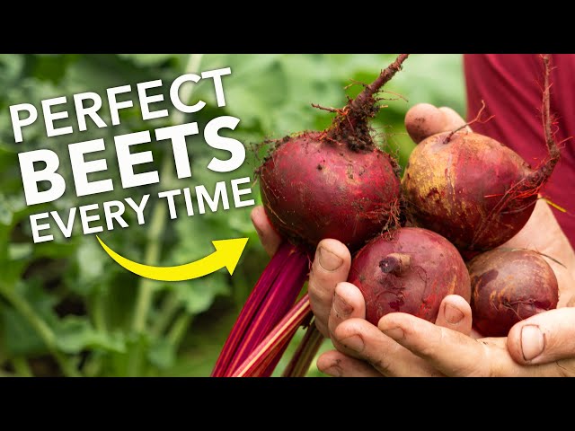 Grow Perfect Beets/Beetroot Every Time!
