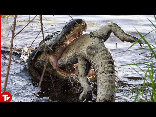 This Crocodile Eats Its Own Kind