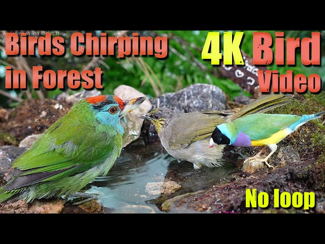 Cat TV | Dog TV! 4HRS of Soothing Birdbath with Birds Chirping for Separation Anxiety, No Loop! A145
