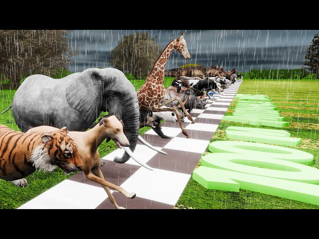 Rainy Day Animal Race: 44 Competitors & Newcomer Greyhound!