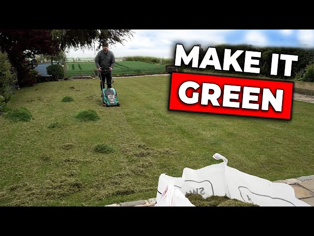 6 Essential Steps to Overseed your Lawn - Guaranteed Results!