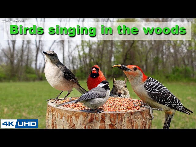4 HOURS of Birds Singing in the Woods, 4K Cat TV, Bird Video, Relaxing Sound ASMR, Awesome World 029