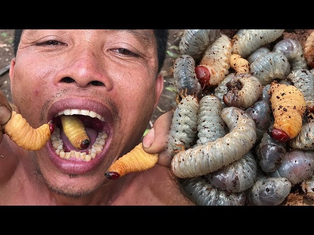 Primitive Culture: Amazing Man Find and Cooking Coconut Worms