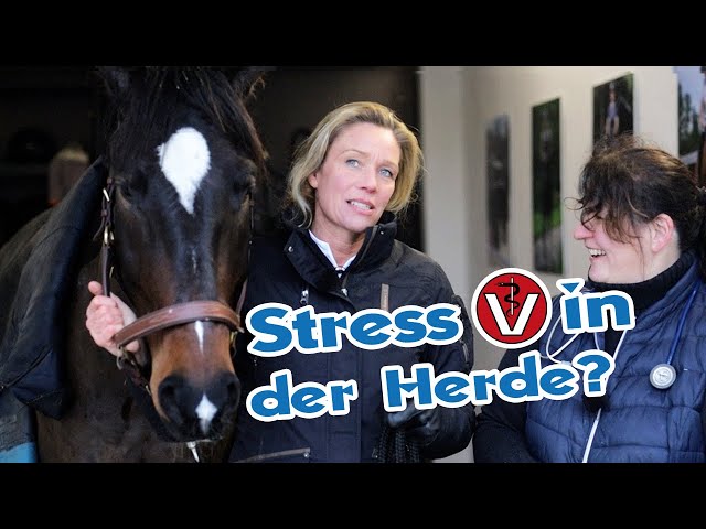 Ohne Tierarzt geht es nicht - Pferde Behandlung sollte regelmäßig erfolgen | Pferdehaltung