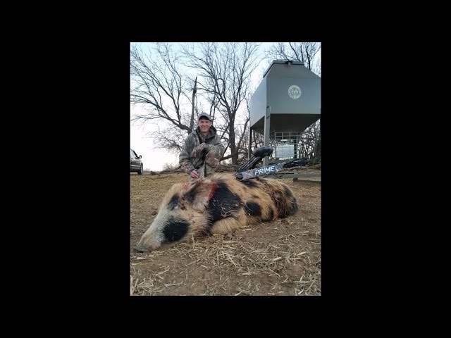 Hog Hunting at Twin Boars Outdoors