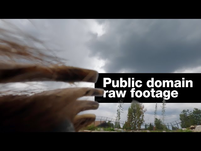 Grizzly bear GoPro selfie: raw unedited footage