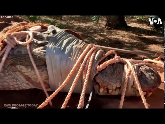 14 foot monster saltwater crocodile caught in Australia by park rangers!