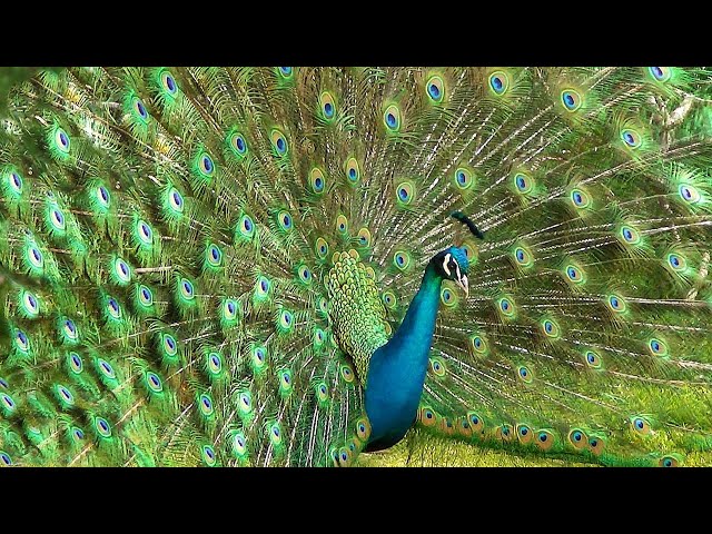 mor kee dhvani 🦚 मोर की ध्वनि - Beautiful Peacock Sound and Video