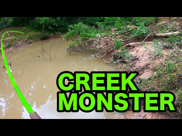 100 LB MONSTER in a TINY CREEK!!