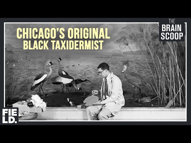 Chicago's Original Black Taxidermist: Carl Cotton