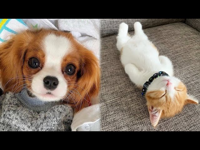 Cute cats and dogs Videos Compilation cute and funny moment of the animals - Cutest Animals #2