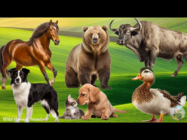 Farm Animal Sounds: Duck, Buffalo, Horse, Dog, Bear, Cat - Animal Paradise