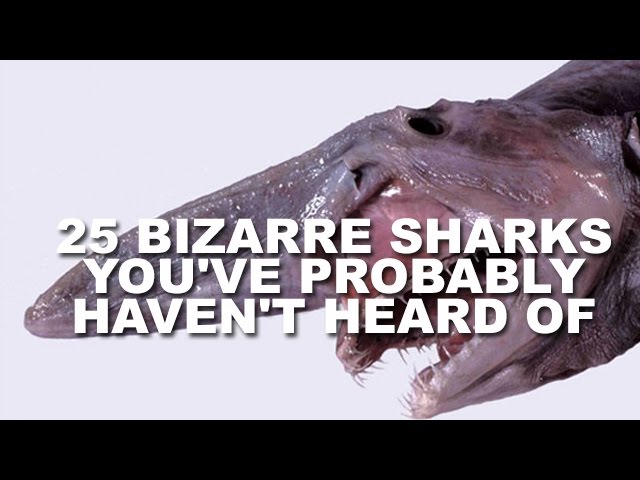 25 Weird Sharks You Never Heard Of